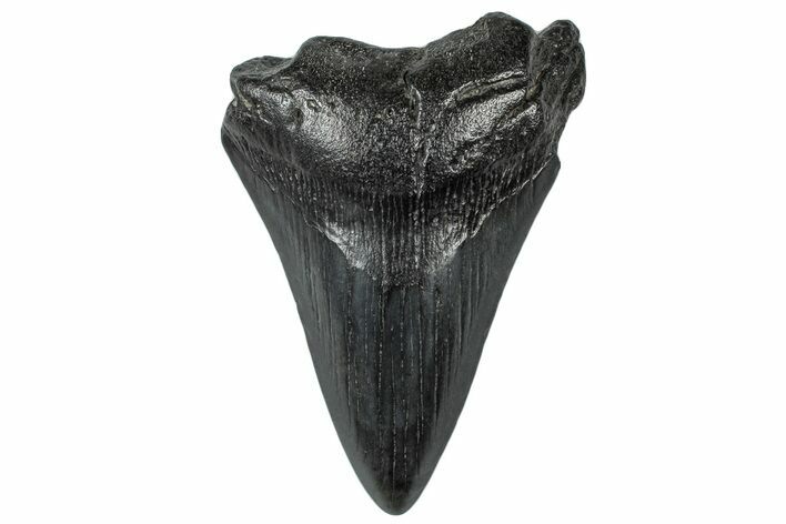 Bargain, Fossil Megalodon Tooth - South Carolina #300130